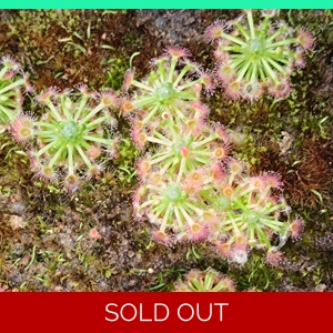 Drosera callistos, 10+ gemmae